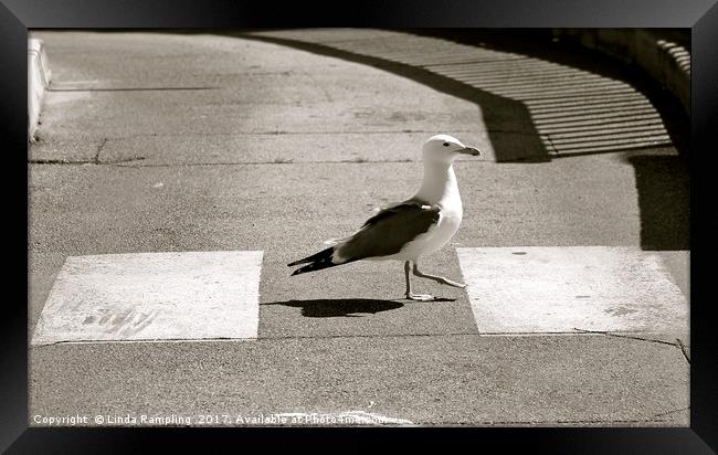 Seagull Crossing Framed Print by Linda Rampling