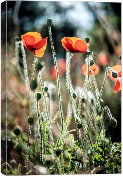Poppies backlit by the summer sun Canvas Print by Lindsay Philp