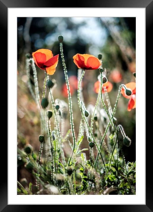 Poppies backlit by the summer sun Framed Mounted Print by Lindsay Philp