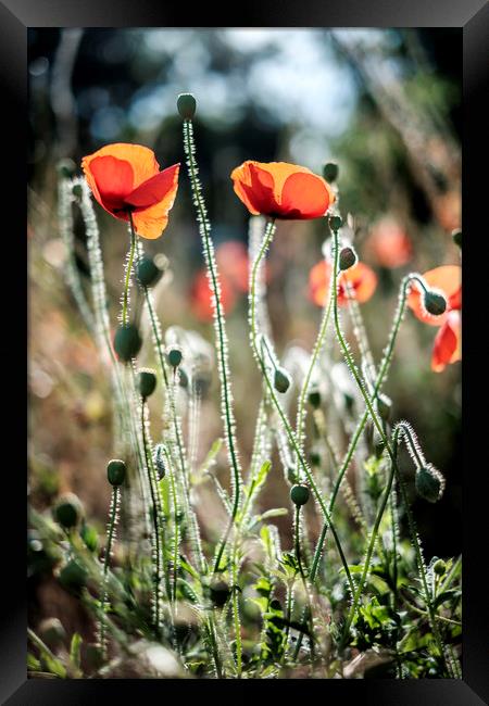 Poppies backlit by the summer sun Framed Print by Lindsay Philp