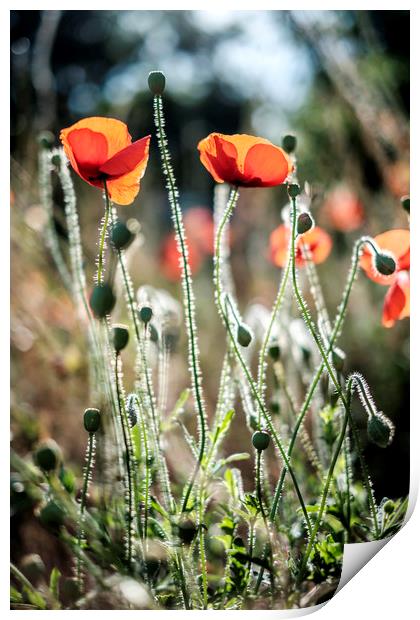 Poppies backlit by the summer sun Print by Lindsay Philp