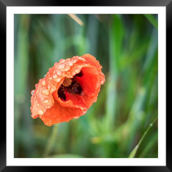 Poppy in the rain Framed Mounted Print by Lindsay Philp