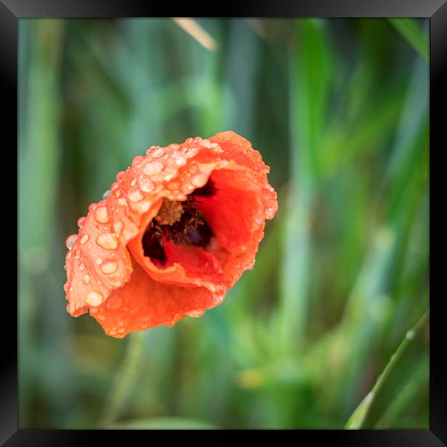Poppy in the rain Framed Print by Lindsay Philp