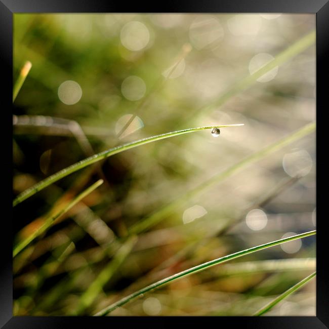 A solitary raindrop hanging from a blade of grass Framed Print by Lindsay Philp