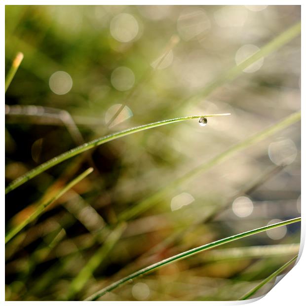 A solitary raindrop hanging from a blade of grass Print by Lindsay Philp