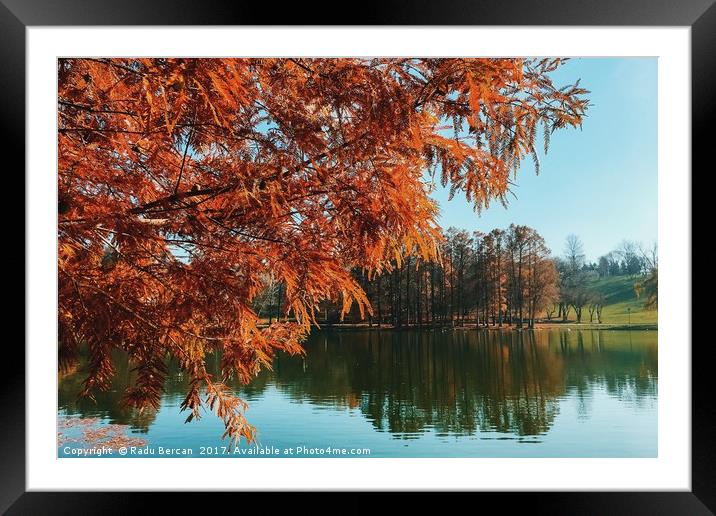 Yellow Autumn Tree On Lake Water With Reflection B Framed Mounted Print by Radu Bercan