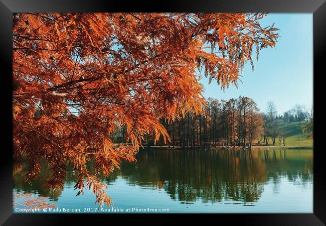 Yellow Autumn Tree On Lake Water With Reflection B Framed Print by Radu Bercan