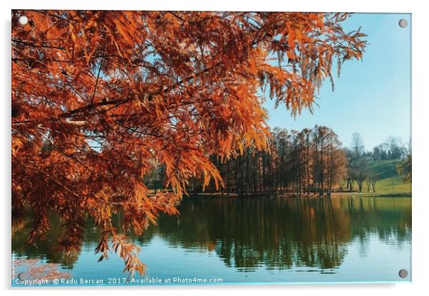 Yellow Autumn Tree On Lake Water With Reflection B Acrylic by Radu Bercan