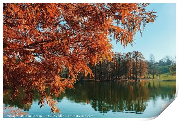 Yellow Autumn Tree On Lake Water With Reflection B Print by Radu Bercan
