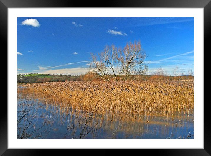 Llangorse Lake Reeds.Brecon Beacons. Framed Mounted Print by paulette hurley