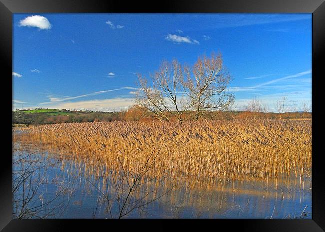 Llangorse Lake Reeds.Brecon Beacons. Framed Print by paulette hurley