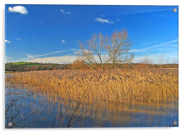 Llangorse Lake Reeds.Brecon Beacons. Acrylic by paulette hurley