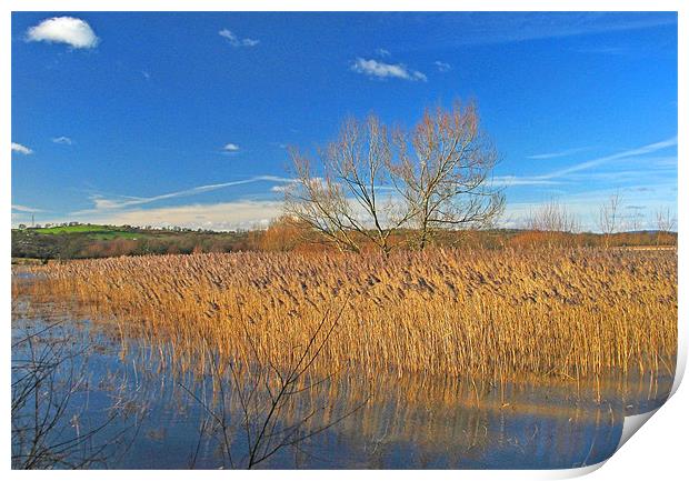 Llangorse Lake Reeds.Brecon Beacons. Print by paulette hurley