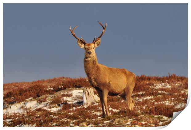  Red Deer Stag Print by Macrae Images