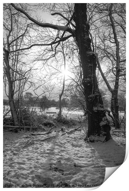 Winter sun Print by Tom Dolezal