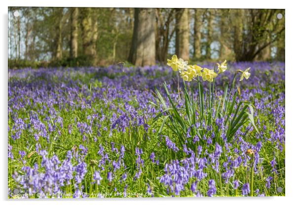 Daffodils in a Woodland Glade Acrylic by Ann Mitchell