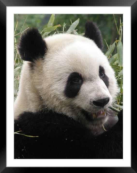 Panda Framed Mounted Print by Marja Ozwell
