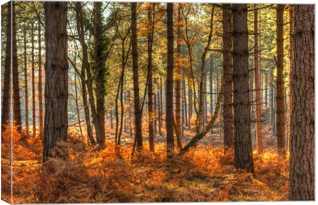 Pine Forest  in Autumn Canvas Print by Bob Barnes
