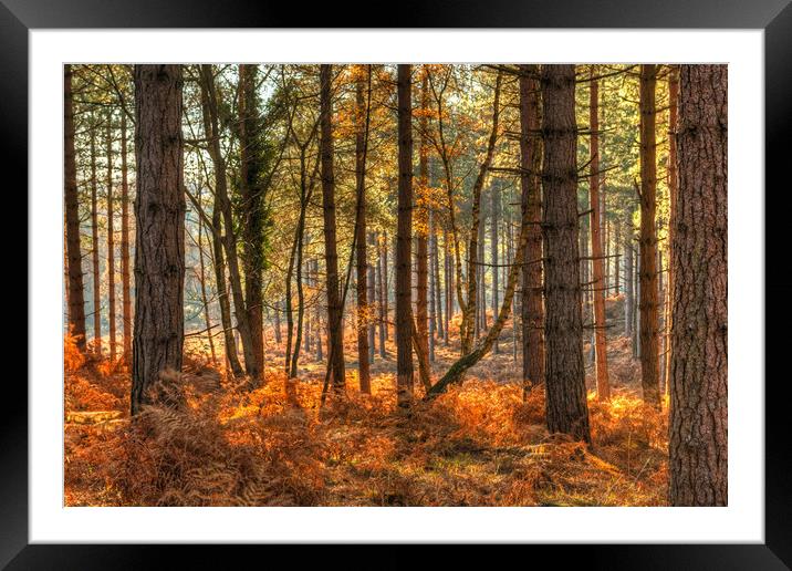 Pine Forest  in Autumn Framed Mounted Print by Bob Barnes