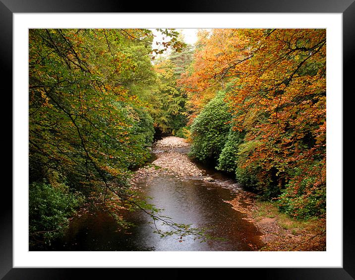 Autumn in Cawdor Woods Framed Mounted Print by Jacqi Elmslie