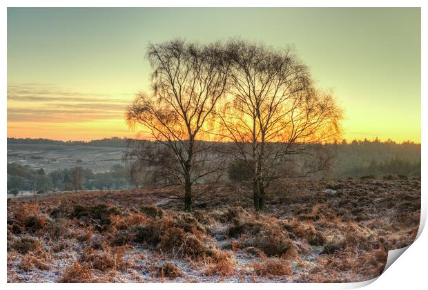 Mogshade Hill in Winter The New Forest Hampshire Print by Bob Barnes