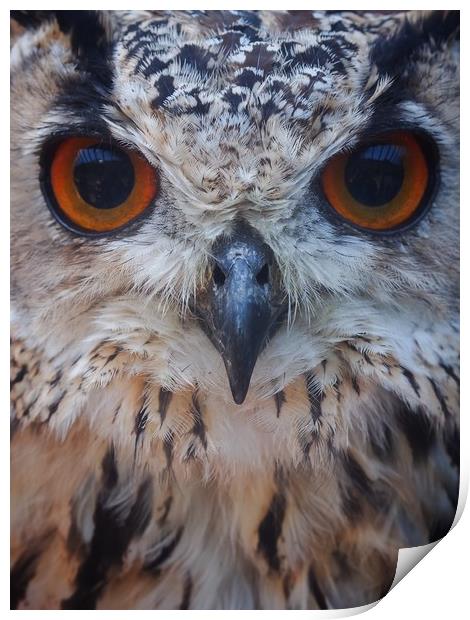 Owl                   Print by Victor Burnside