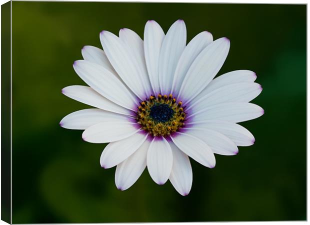 African Daisy Canvas Print by Bel Menpes