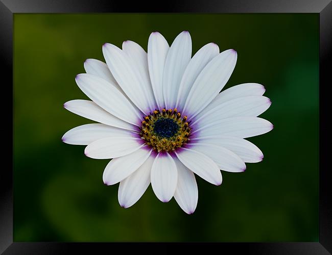 African Daisy Framed Print by Bel Menpes