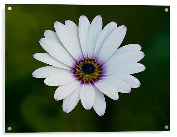 African Daisy Acrylic by Bel Menpes