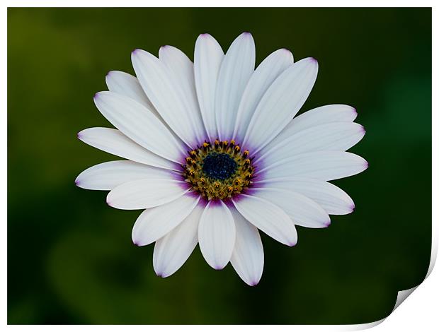 African Daisy Print by Bel Menpes