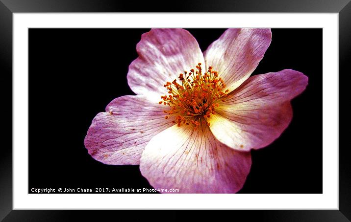 Pink Flower, Close-up Framed Mounted Print by John Chase