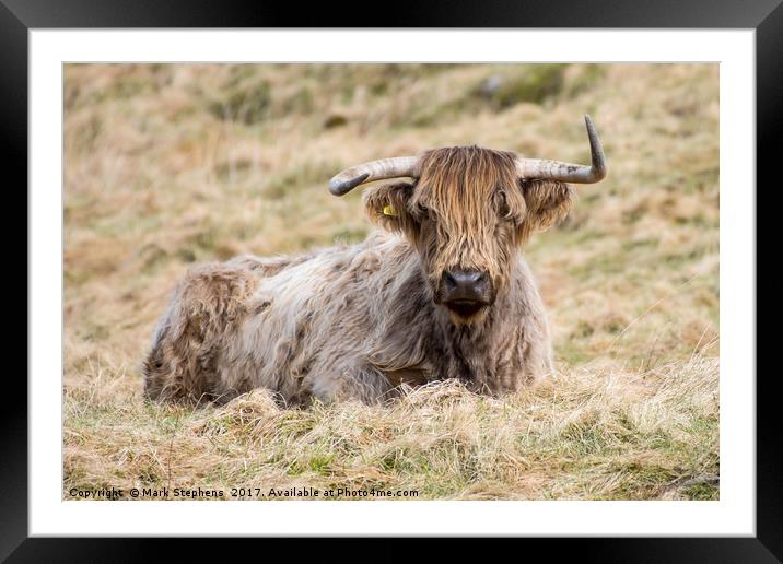 Highland Cow Framed Mounted Print by Mark Stephens