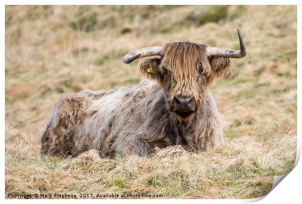 Highland Cow Print by Mark Stephens