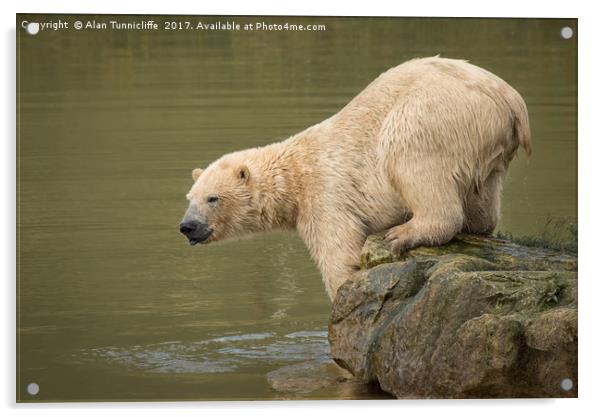 Polar bear Acrylic by Alan Tunnicliffe