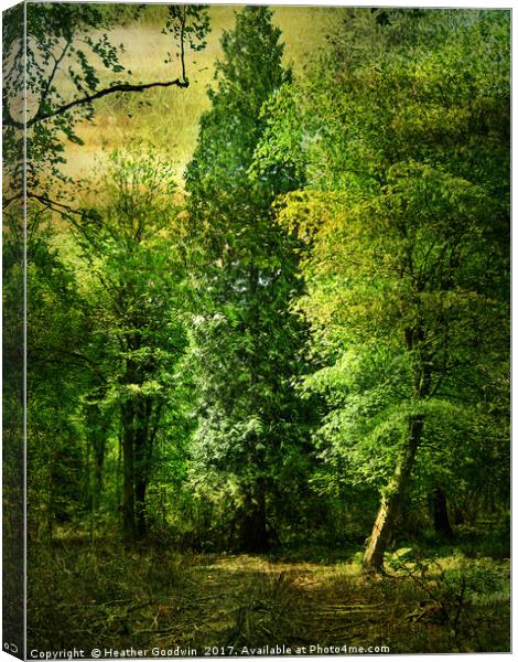 Tall Trees. Canvas Print by Heather Goodwin
