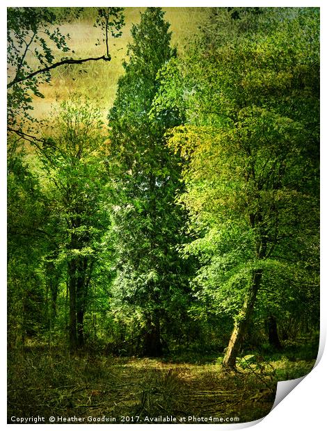 Tall Trees. Print by Heather Goodwin