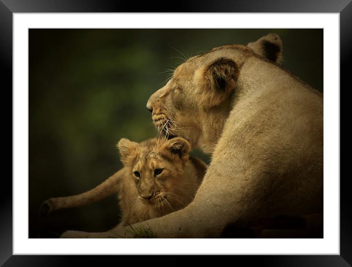 Playtime  Framed Mounted Print by Paul Fine
