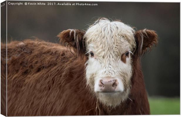 cow portrait Canvas Print by Kevin White