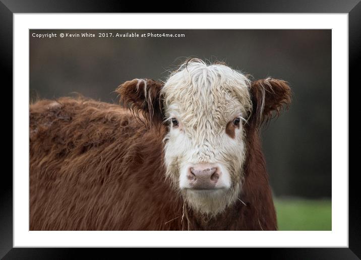 cow portrait Framed Mounted Print by Kevin White