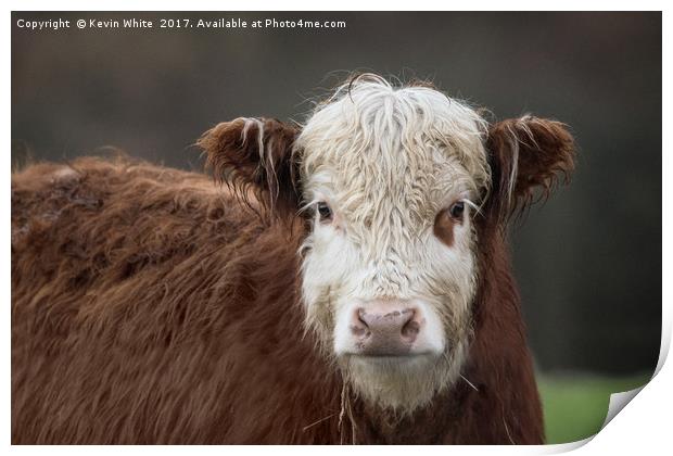 cow portrait Print by Kevin White