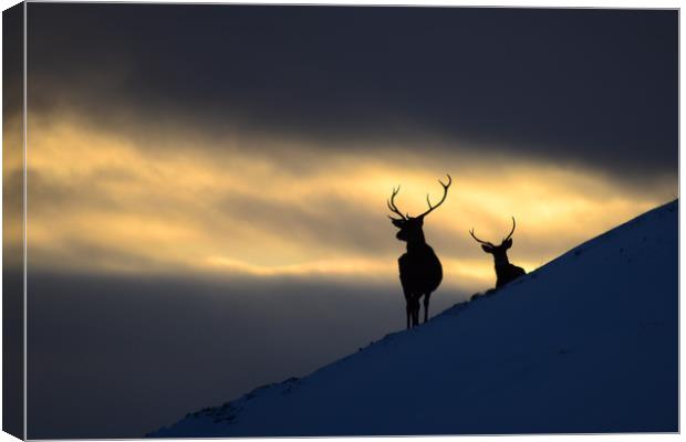 Winter Stags Silhouette Canvas Print by Macrae Images