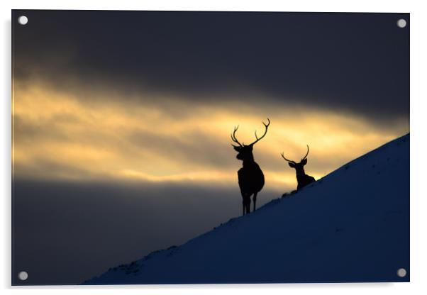 Winter Stags Silhouette Acrylic by Macrae Images