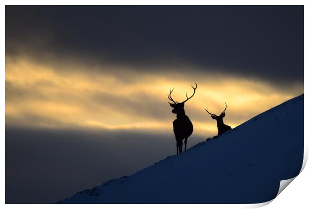 Winter Stags Silhouette Print by Macrae Images