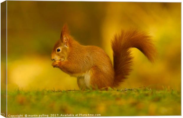 Red Squirrel on Anglesey Canvas Print by martin pulling