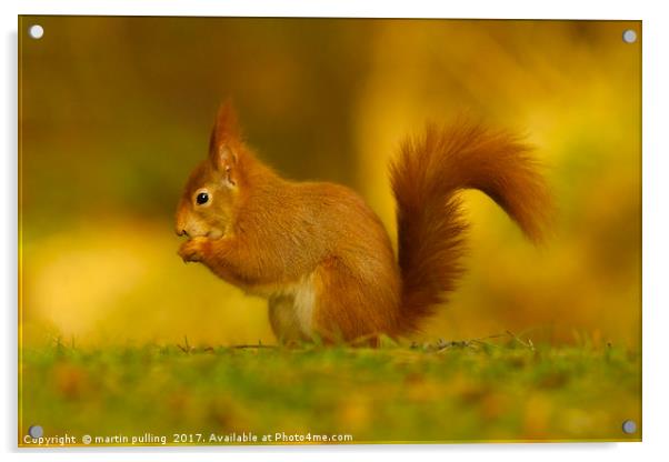 Red Squirrel on Anglesey Acrylic by martin pulling