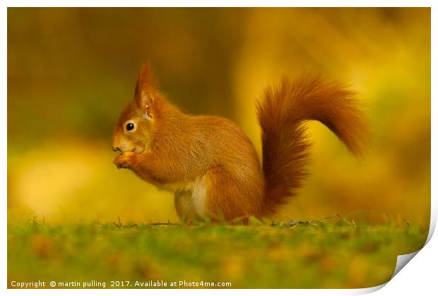 Red Squirrel on Anglesey Print by martin pulling