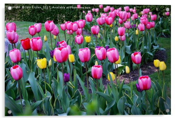 Tulips   Acrylic by Igor Krylov
