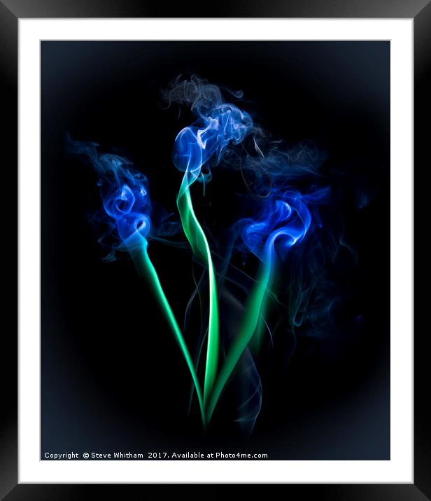 Electric Blue Blooms Framed Mounted Print by Steve Whitham