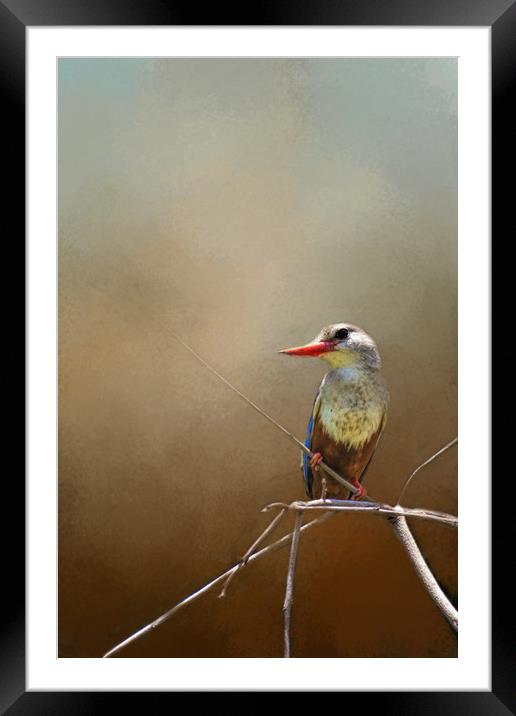 Kingfisher Framed Mounted Print by David Owen