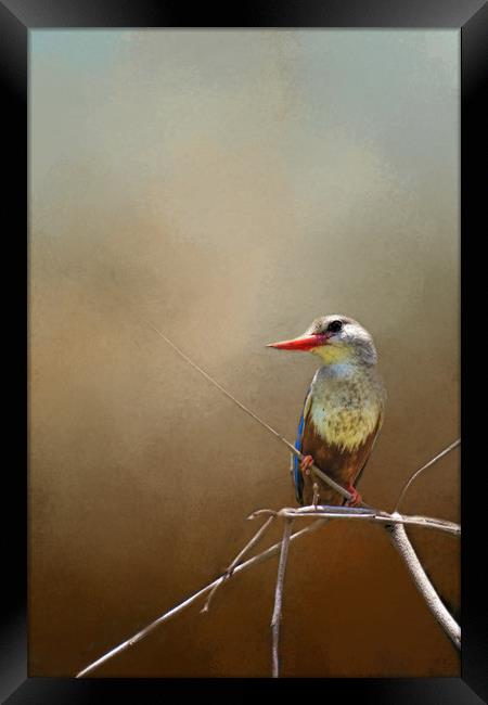 Kingfisher Framed Print by David Owen